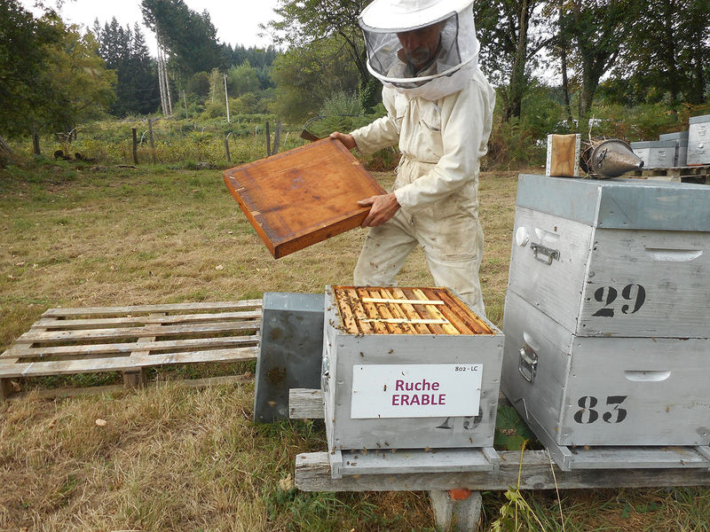 La ruche Erable