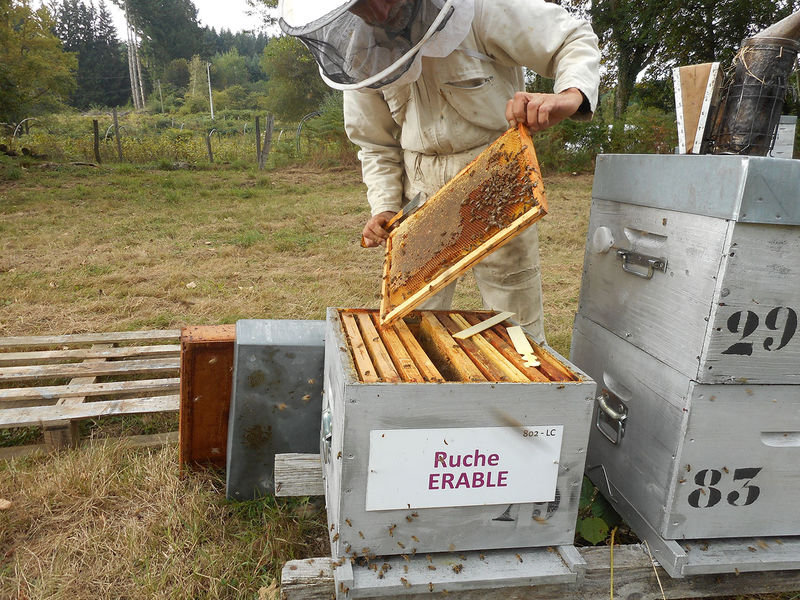 La ruche Erable