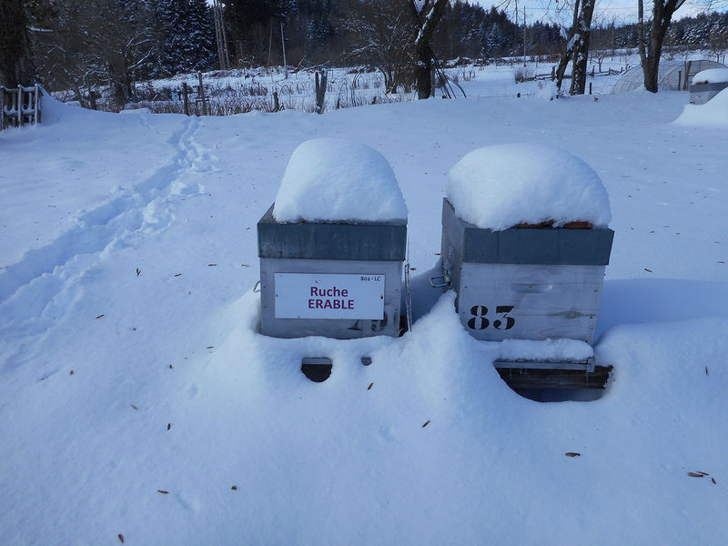 La ruche Erable