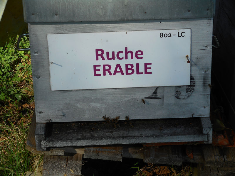 La ruche Erable