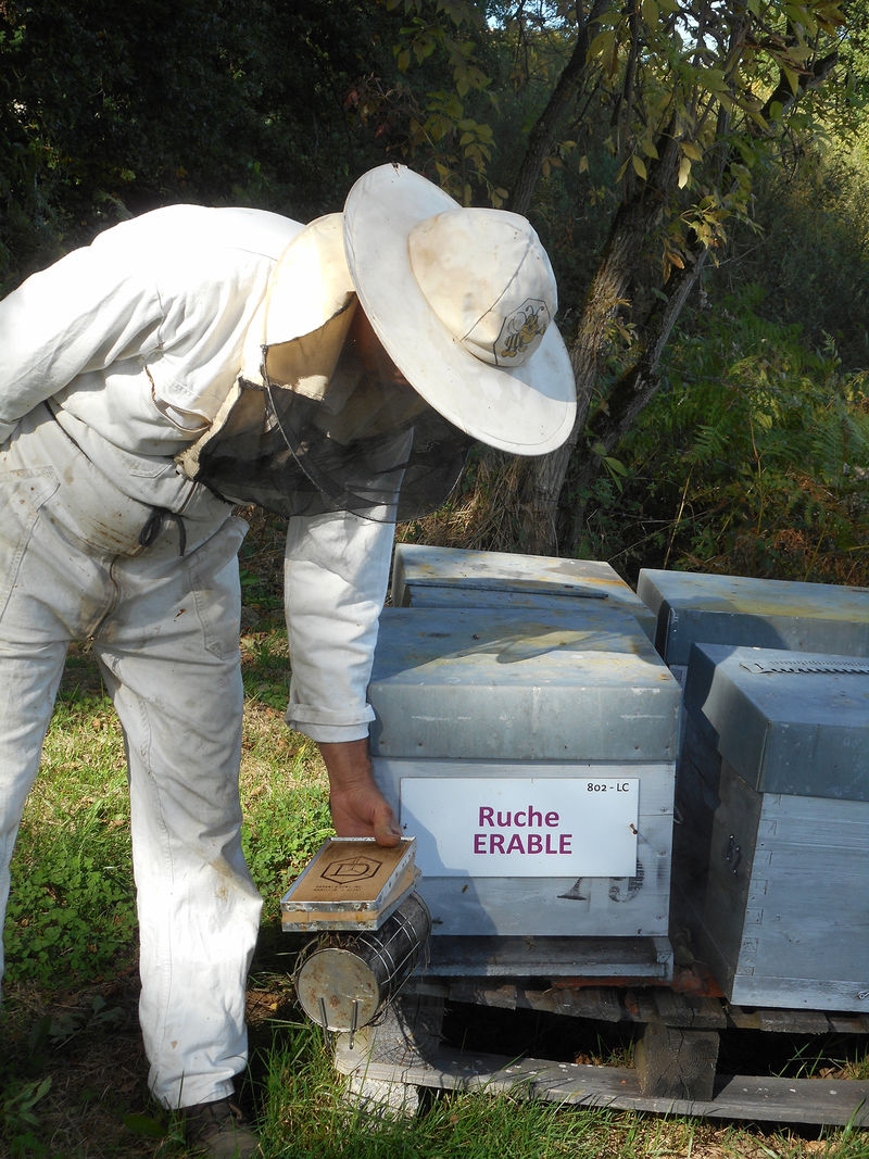 La ruche Erable