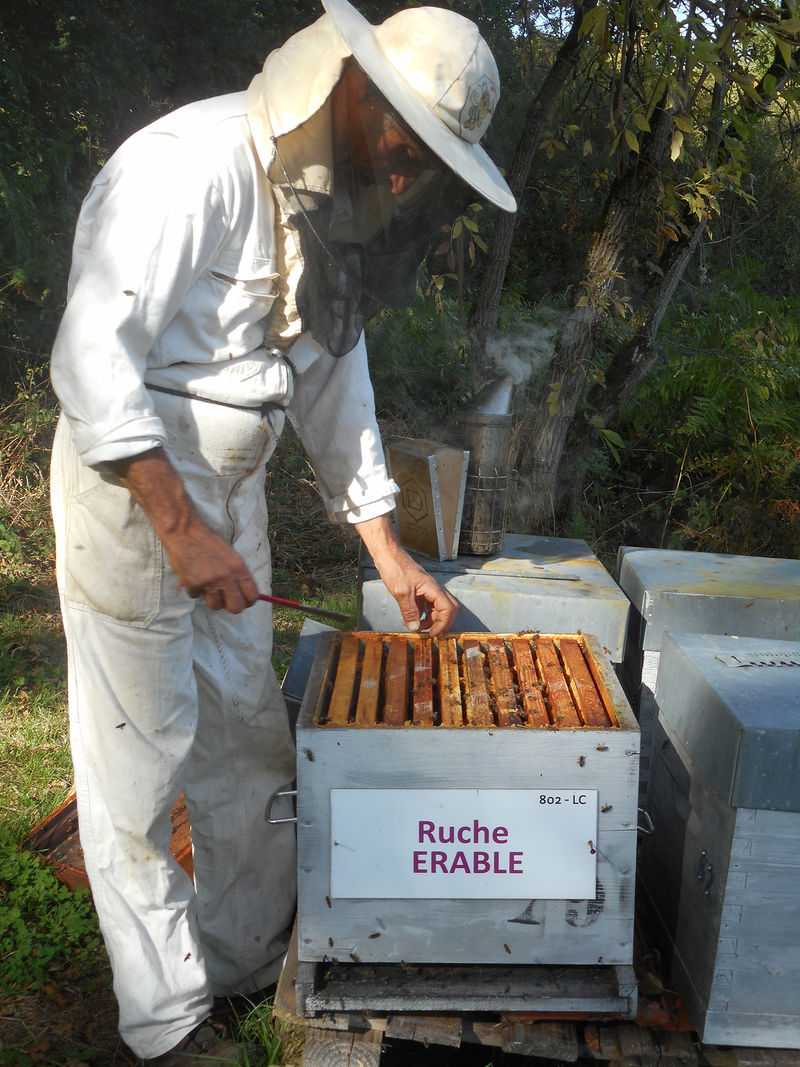 La ruche Erable