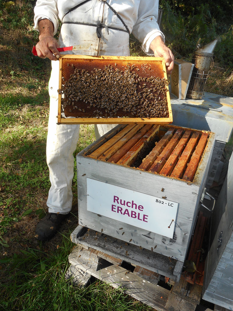 La ruche Erable