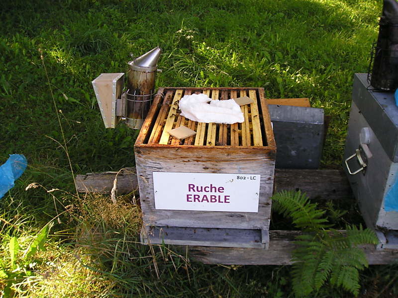 La ruche Erable