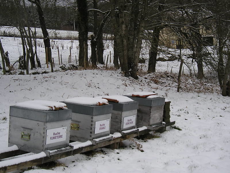 La ruche Erable