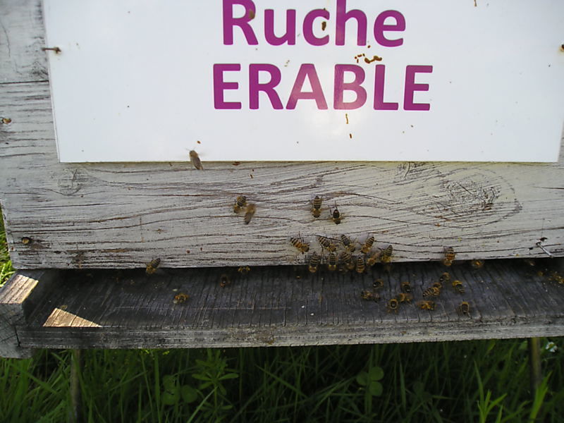 La ruche Erable