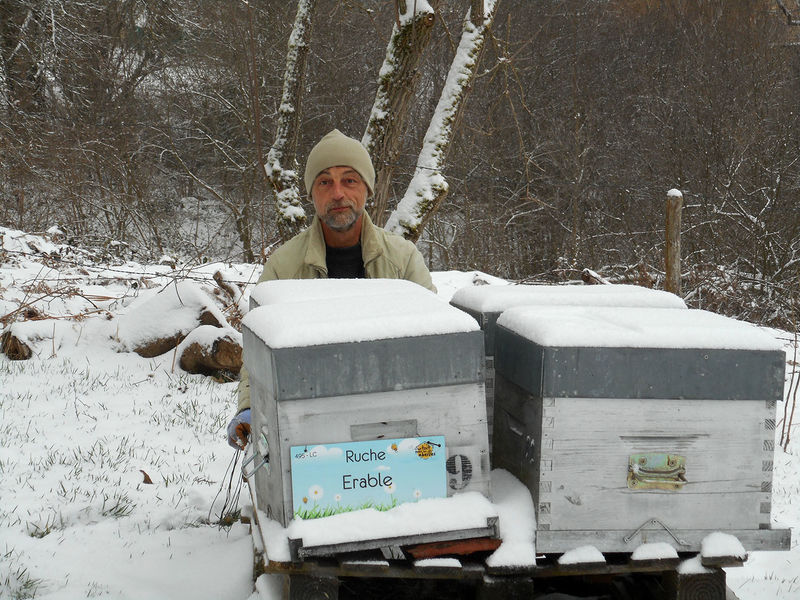 La ruche Erable
