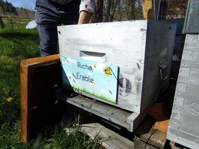 La ruche Erable