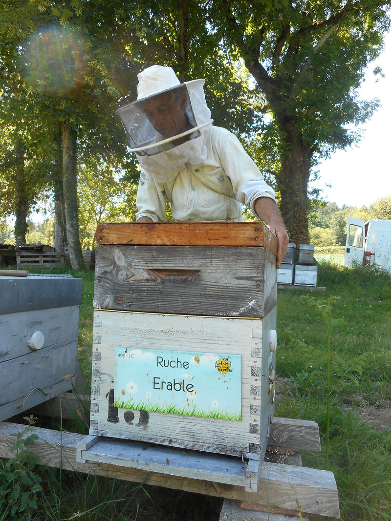 La ruche Erable