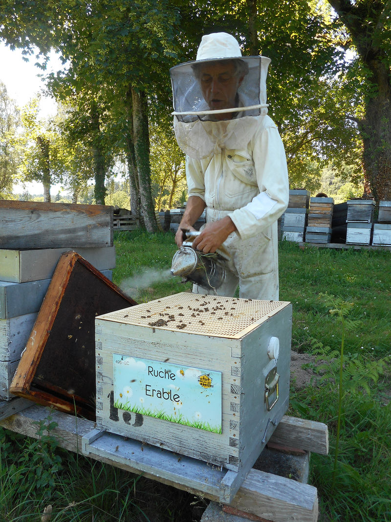 La ruche Erable