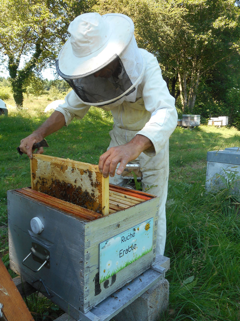 La ruche Erable