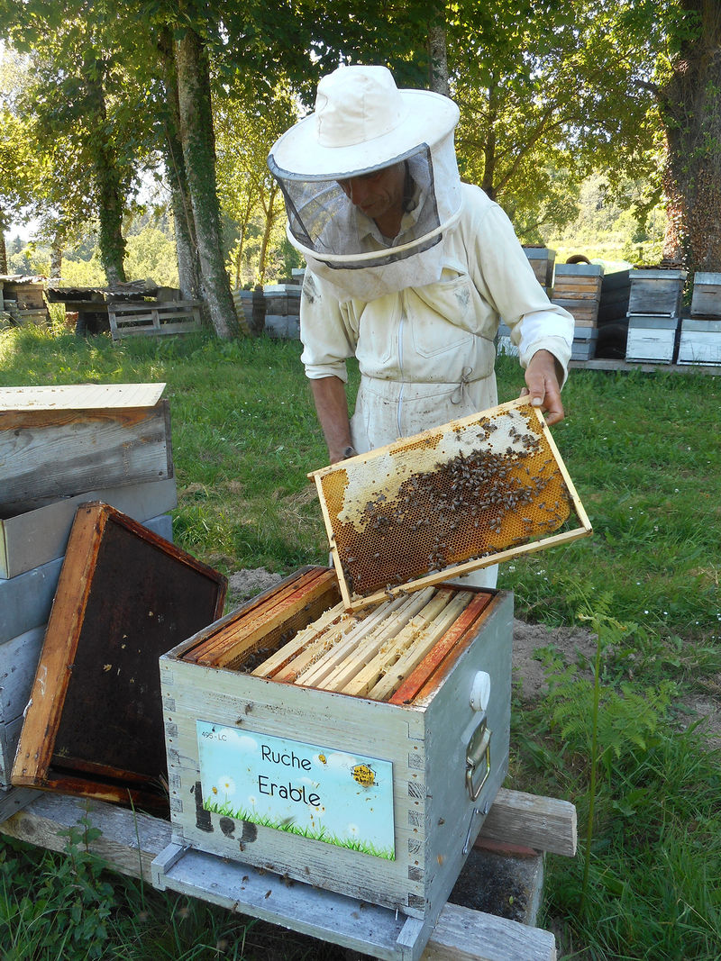La ruche Erable