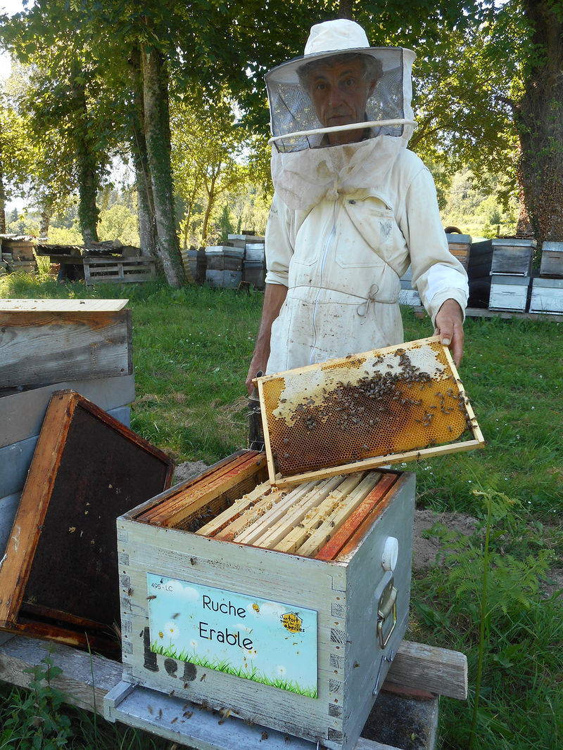La ruche Erable