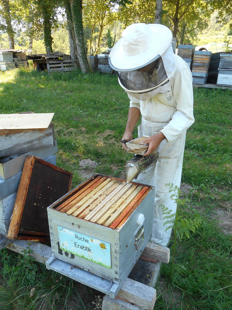 La ruche Erable