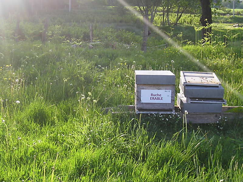 La ruche Erable