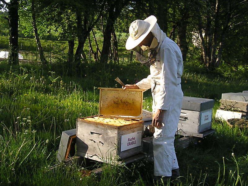La ruche Erable