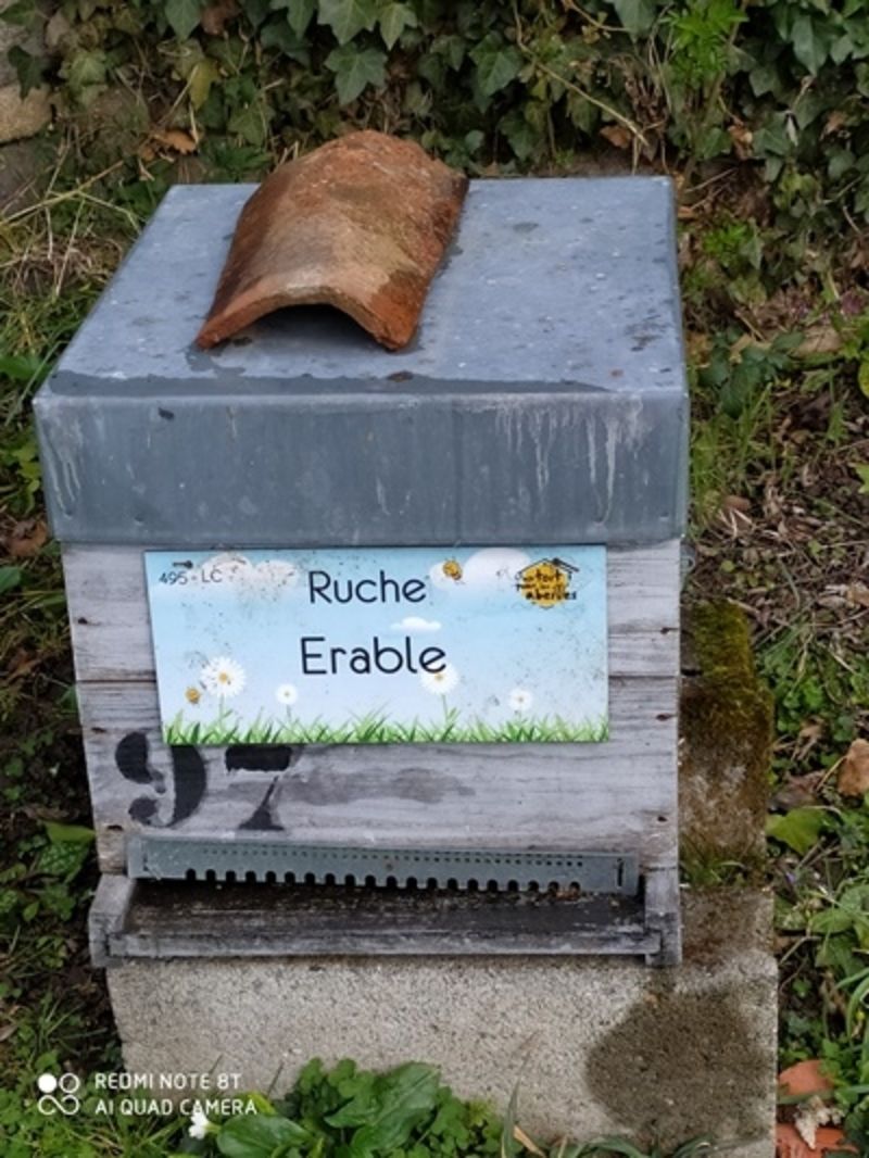 La ruche Erable