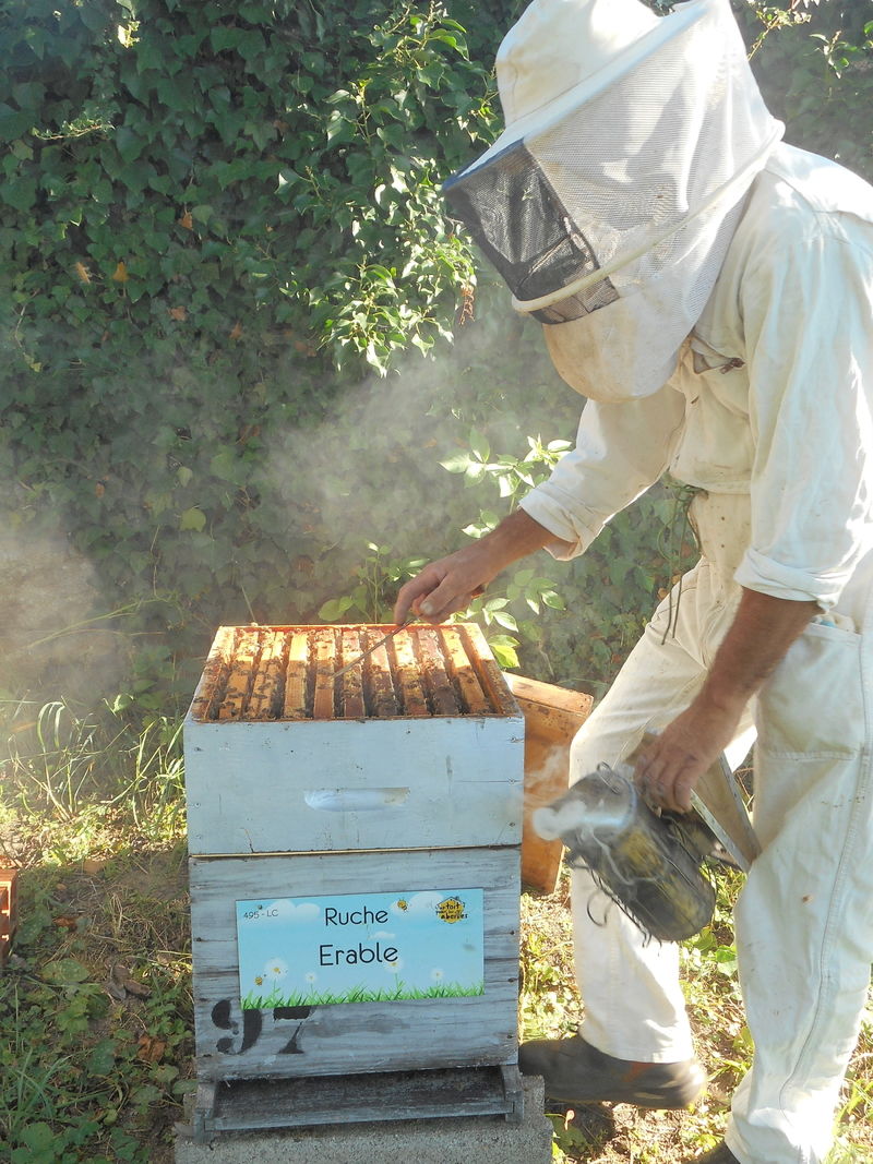 La ruche Erable