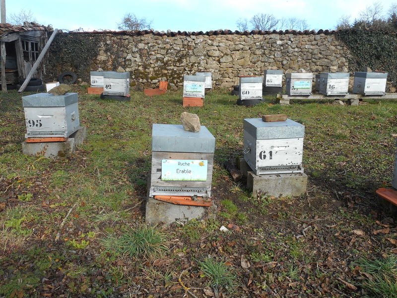 La ruche Erable