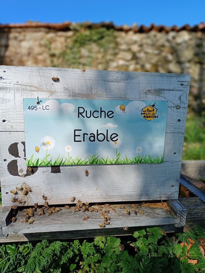 La ruche Erable