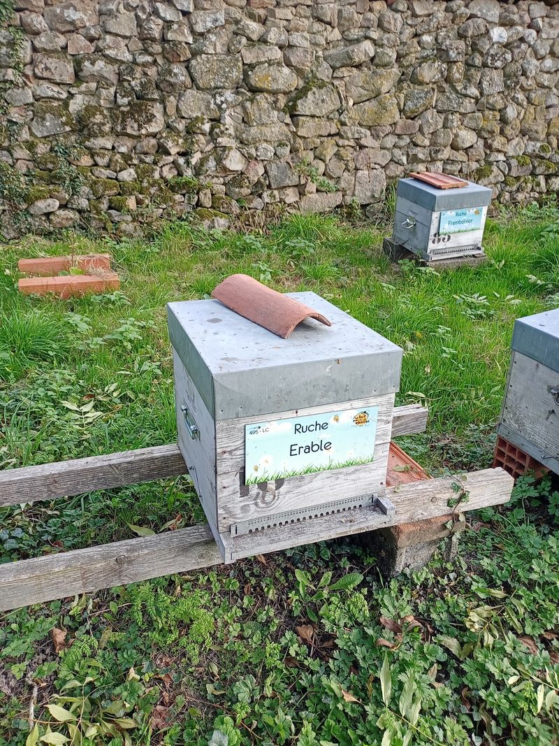 La ruche Erable