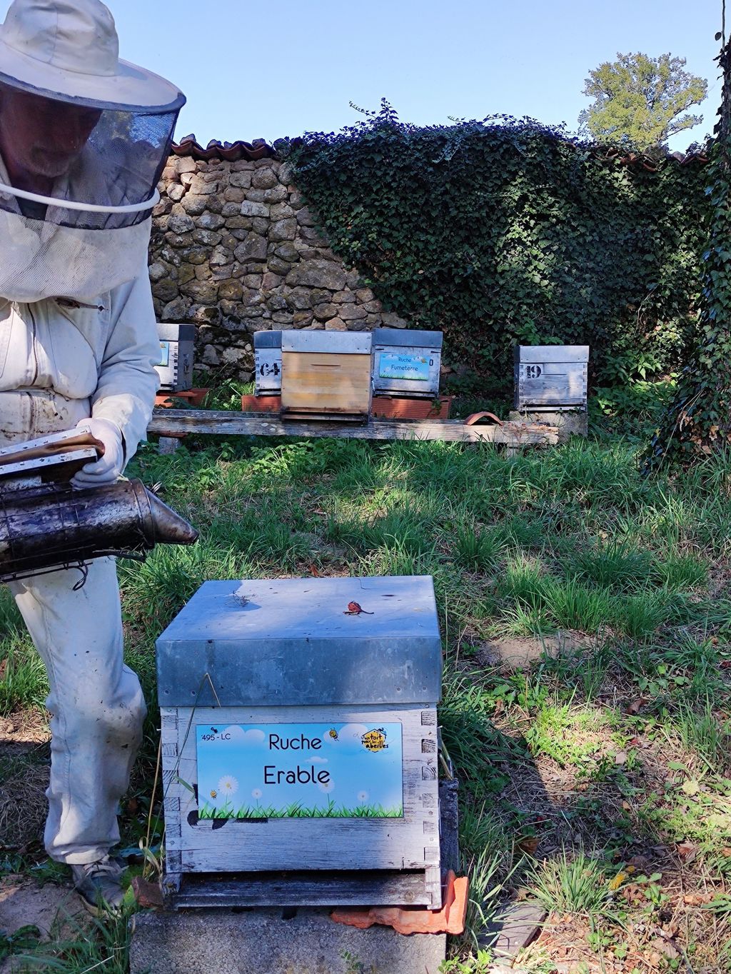 La ruche Erable
