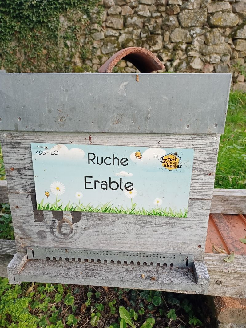La ruche Erable