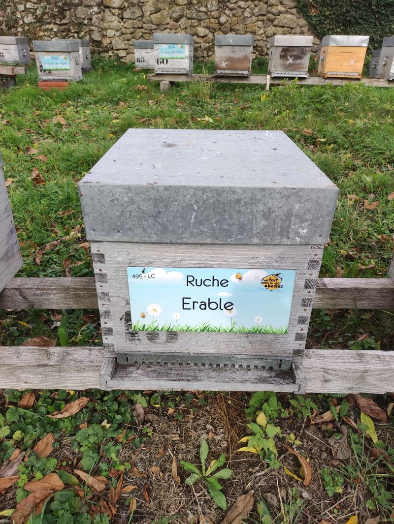 La ruche Erable