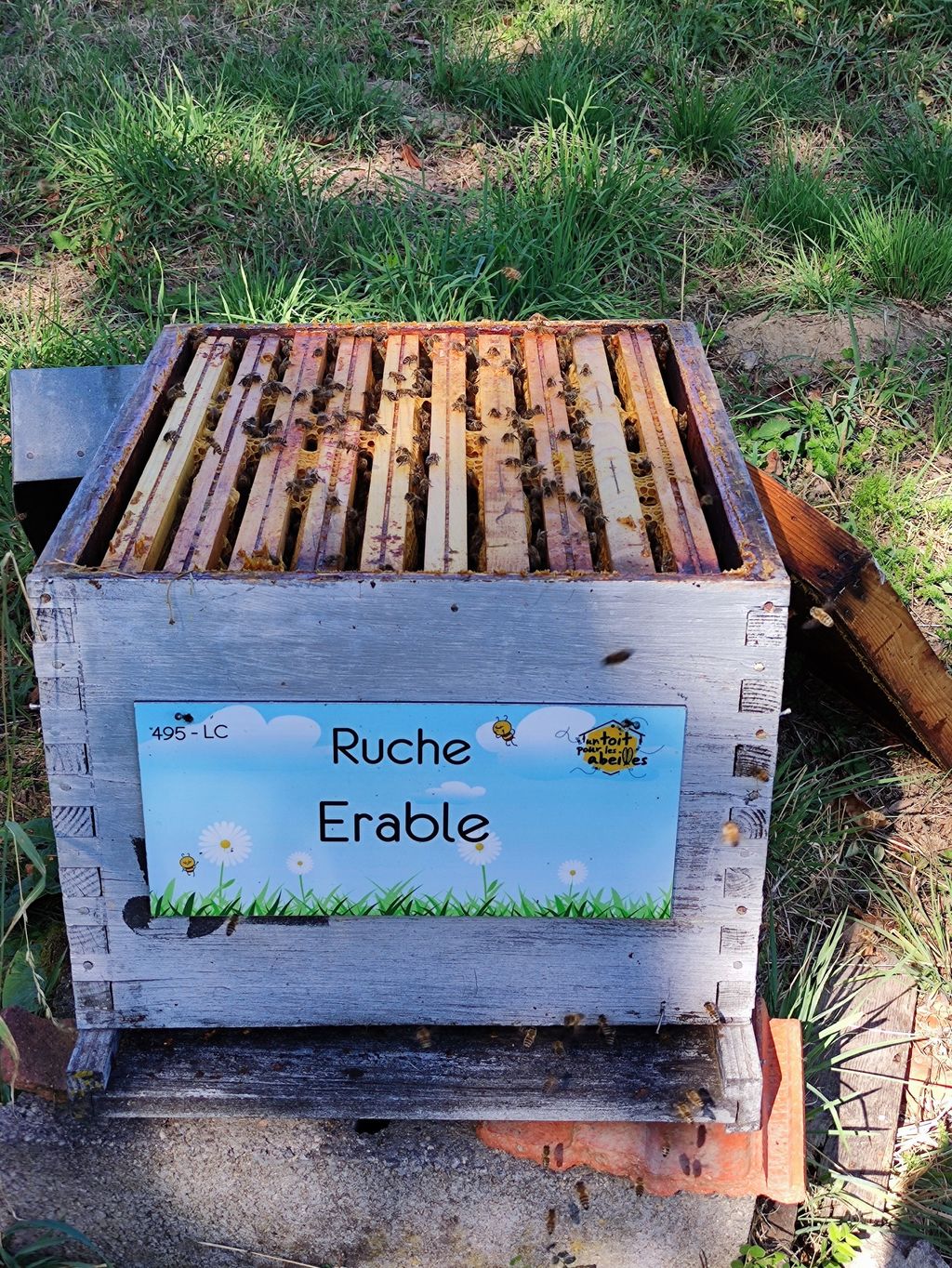 La ruche Erable