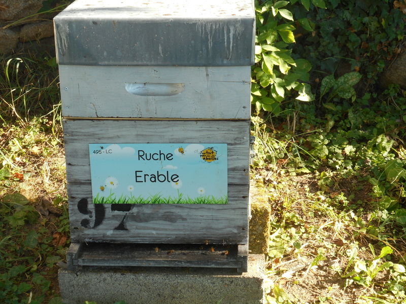 La ruche Erable