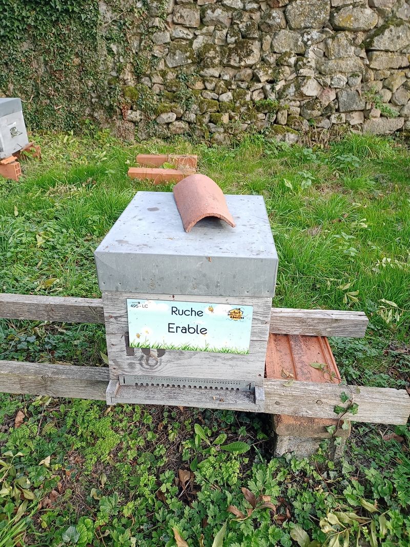 La ruche Erable