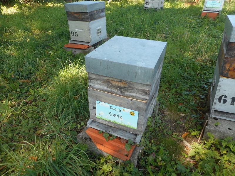 La ruche Erable