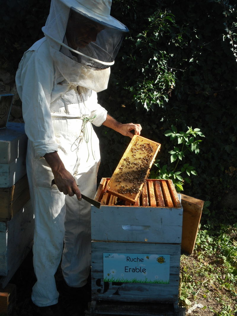 La ruche Erable