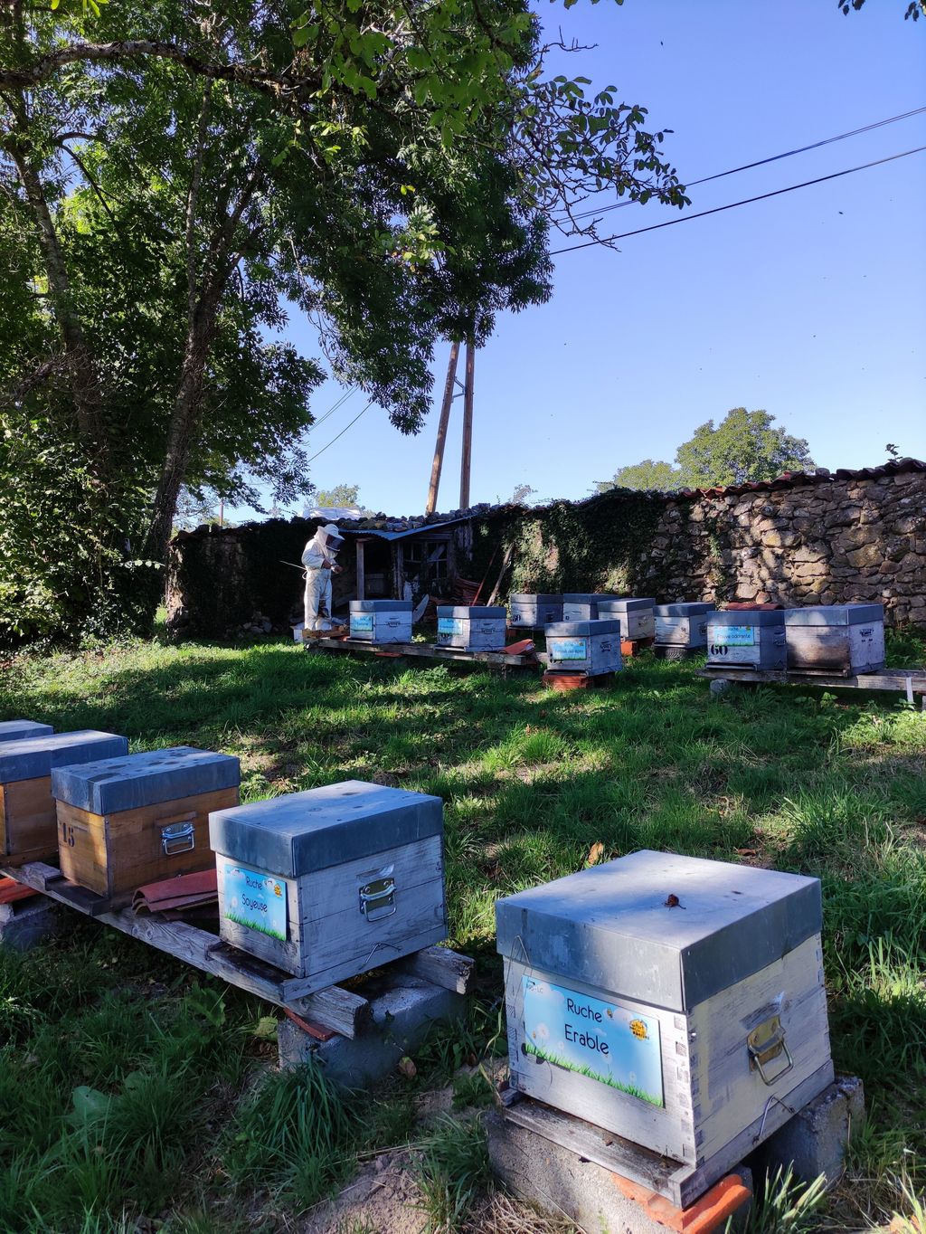 La ruche Erable