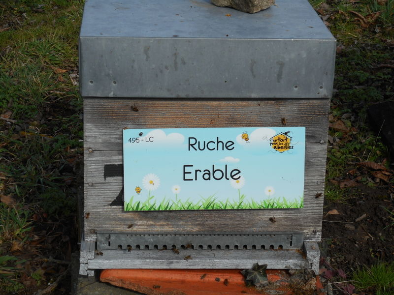 La ruche Erable
