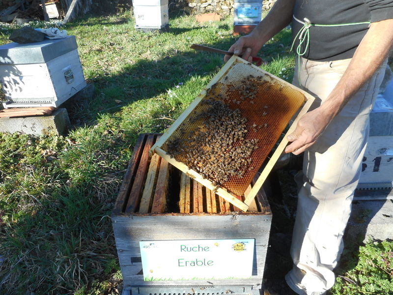 La ruche Erable