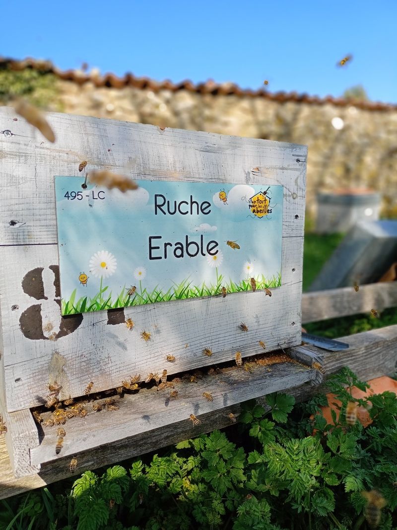 La ruche Erable
