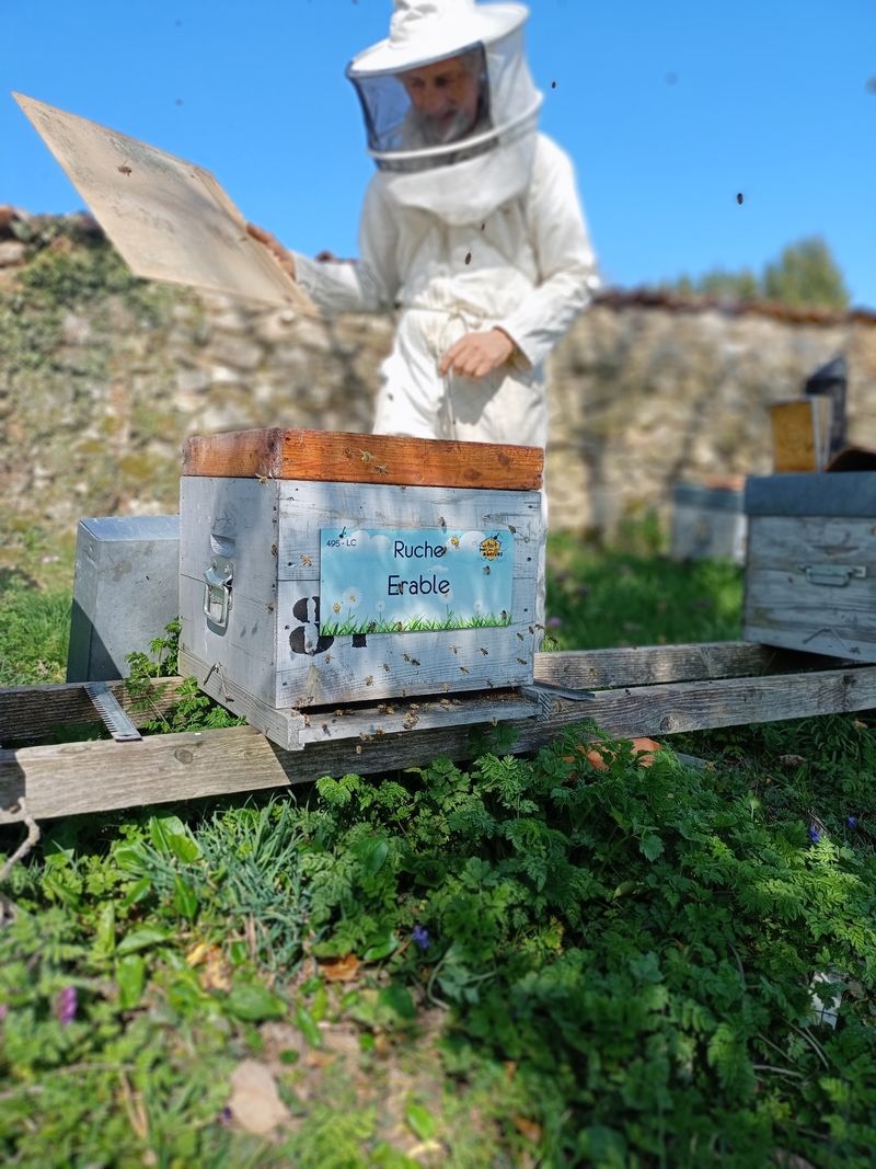 La ruche Erable