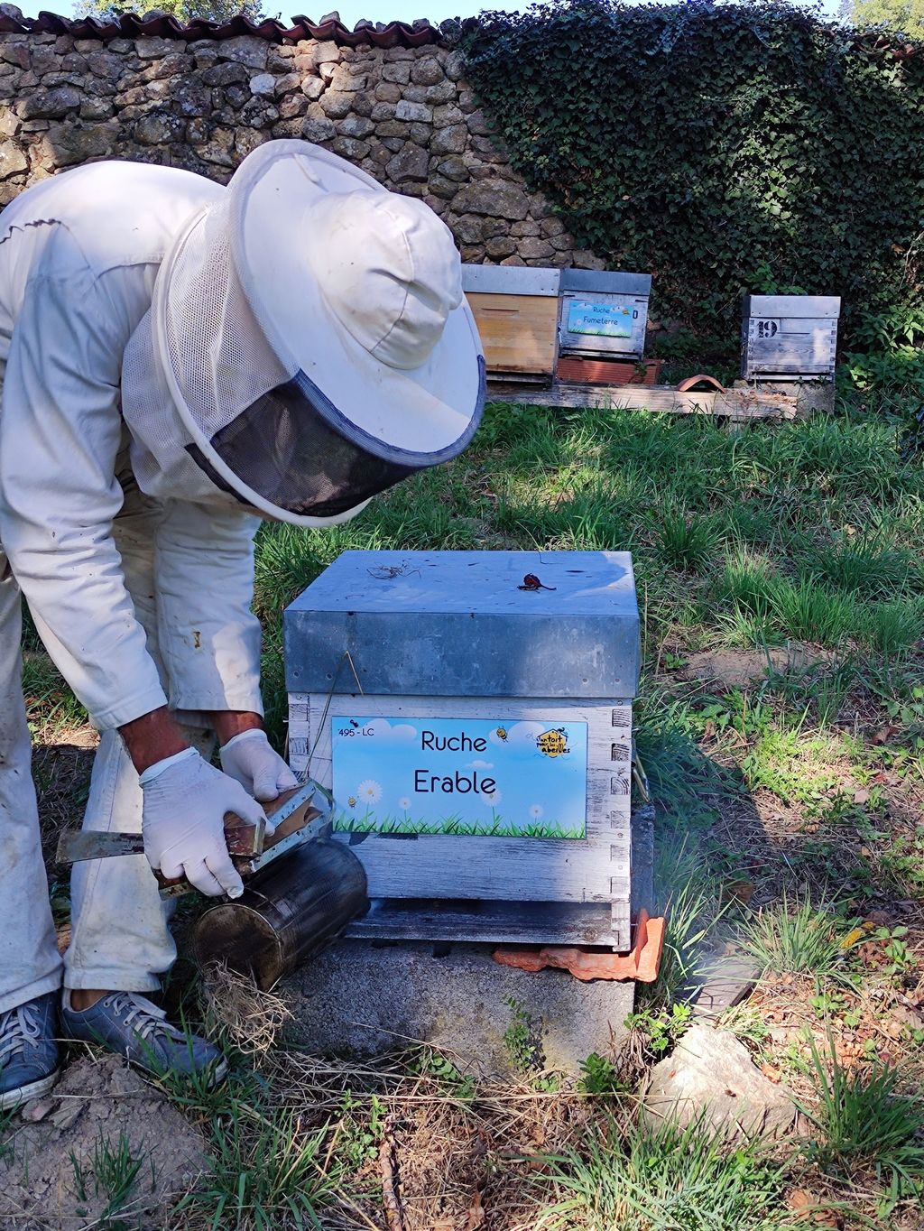 La ruche Erable