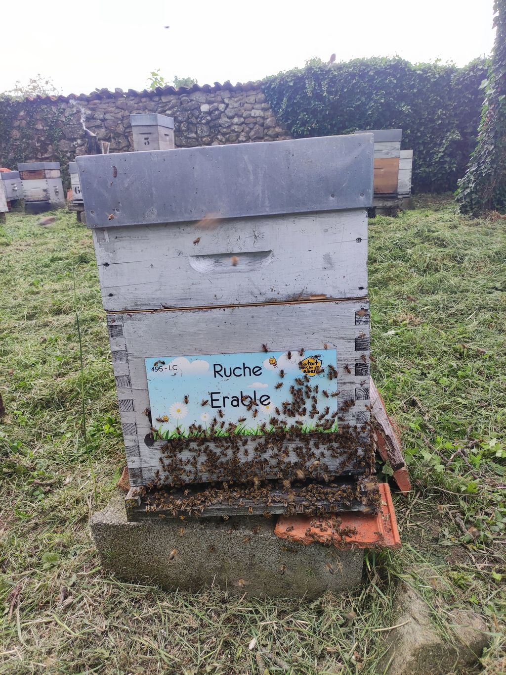La ruche Erable