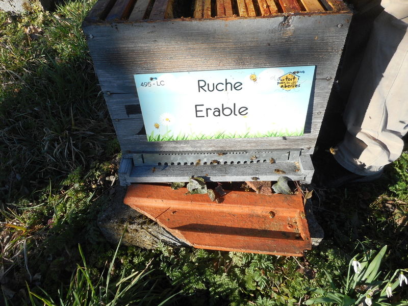 La ruche Erable