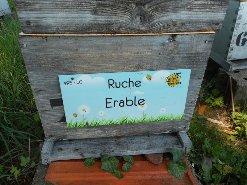 La ruche Erable