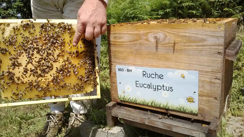 La ruche Eucalyptus