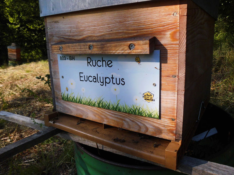 La ruche Eucalyptus