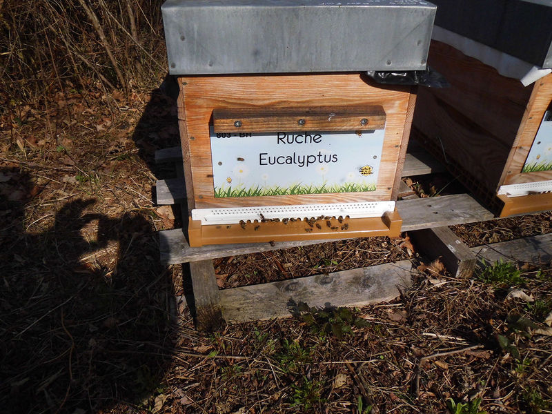 La ruche Eucalyptus
