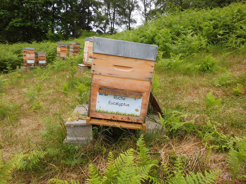La ruche Eucalyptus