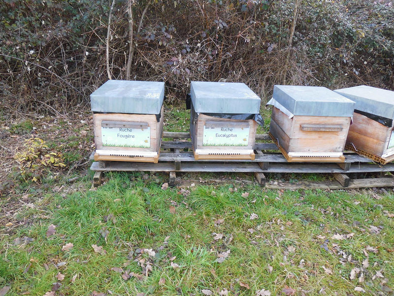 La ruche Eucalyptus