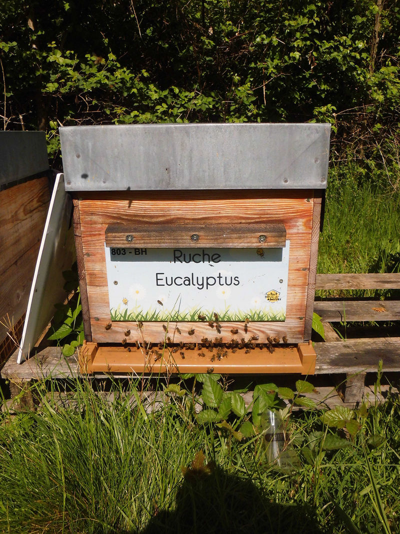 La ruche Eucalyptus