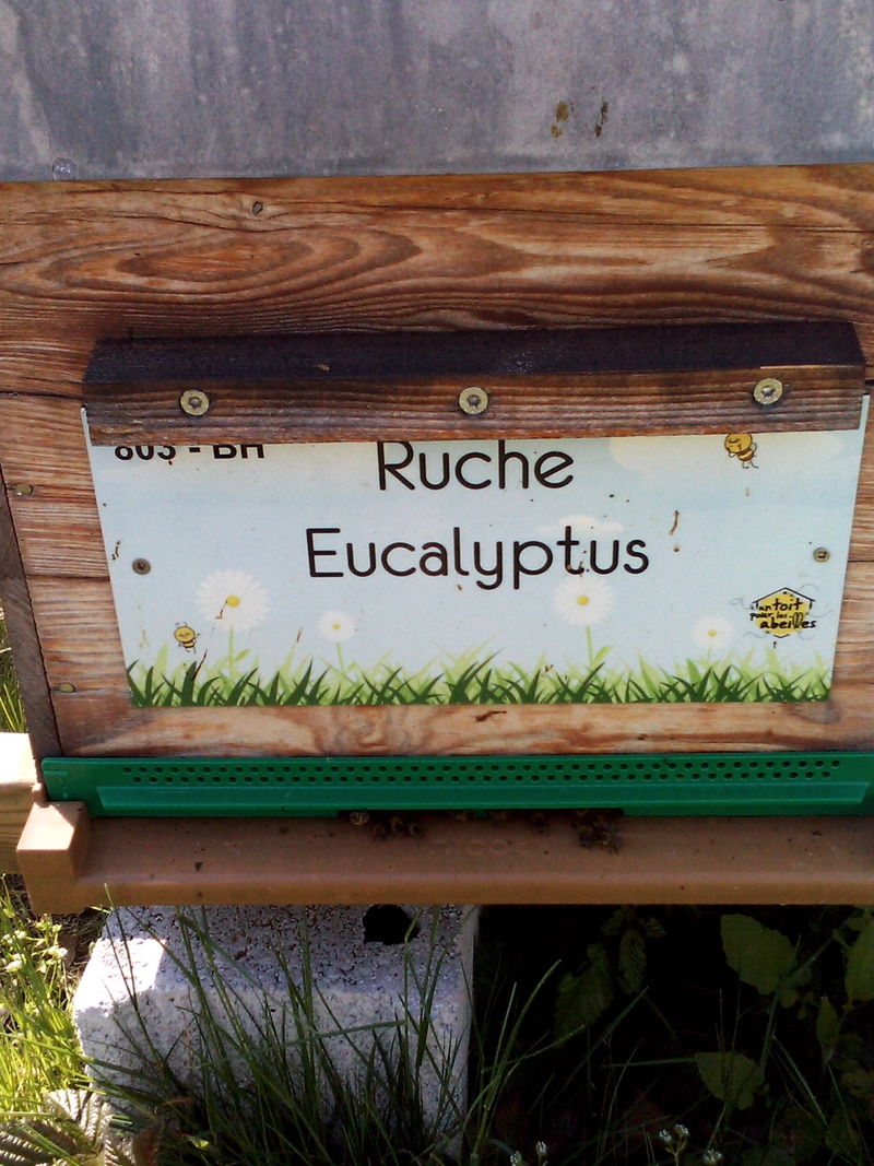 La ruche Eucalyptus