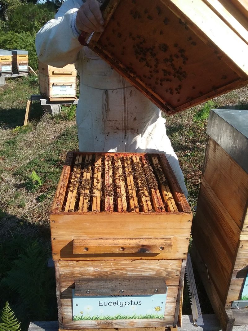 La ruche Eucalyptus